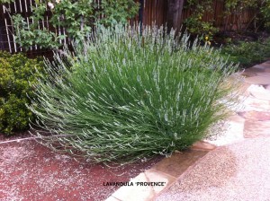 Lavandula 'Provence' 2